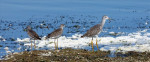 Ook op weg naar het zuiden. greater yellowlegs
